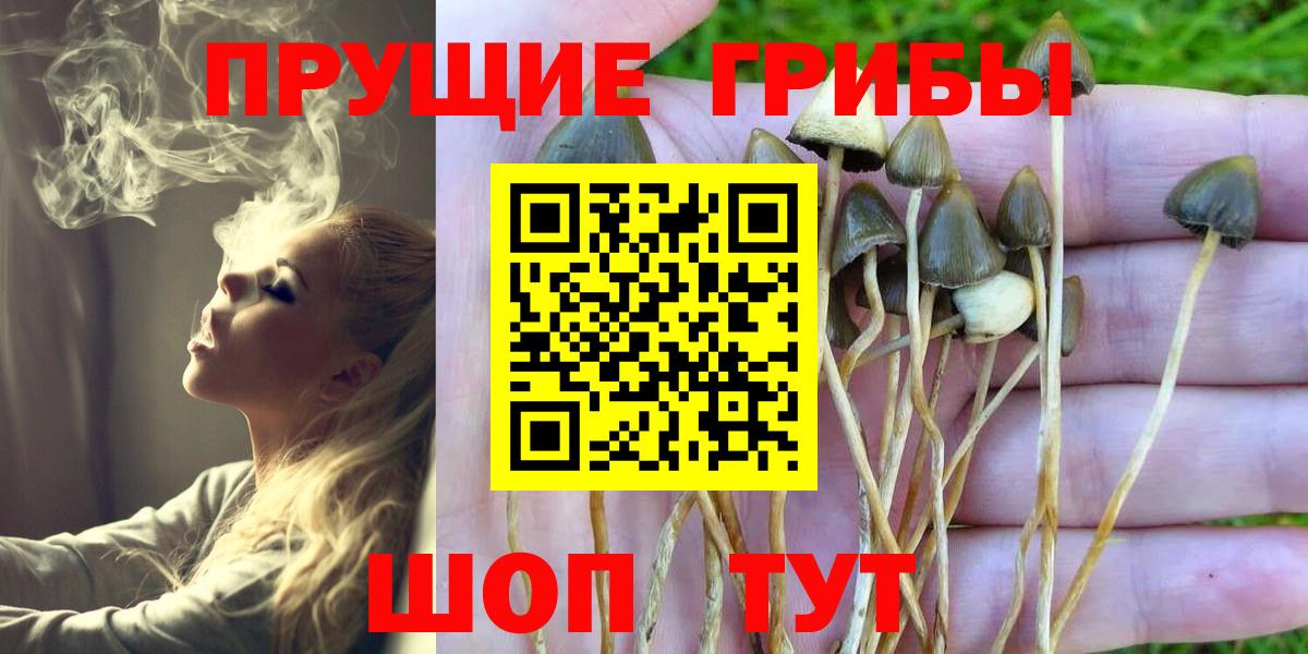 Галлюциногенные грибы Psilocybe Когалым